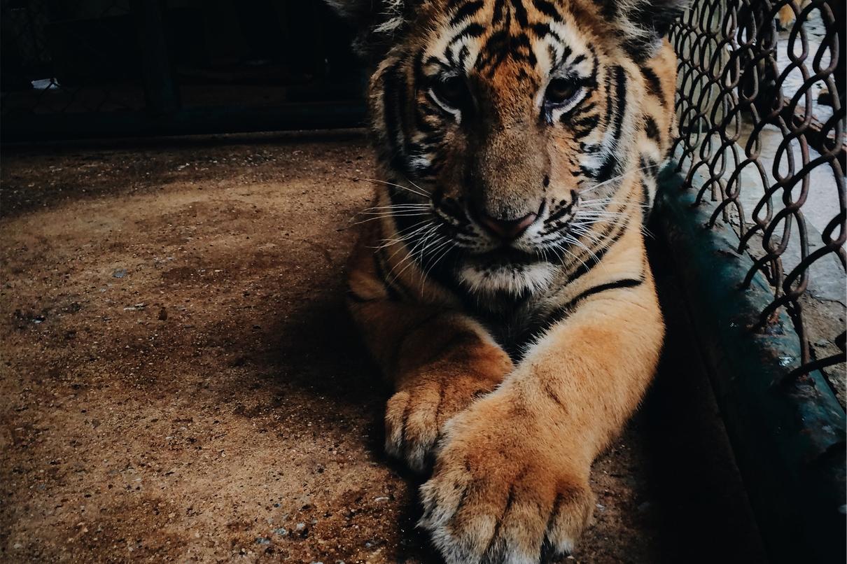 Quia cum quae sed ex qui