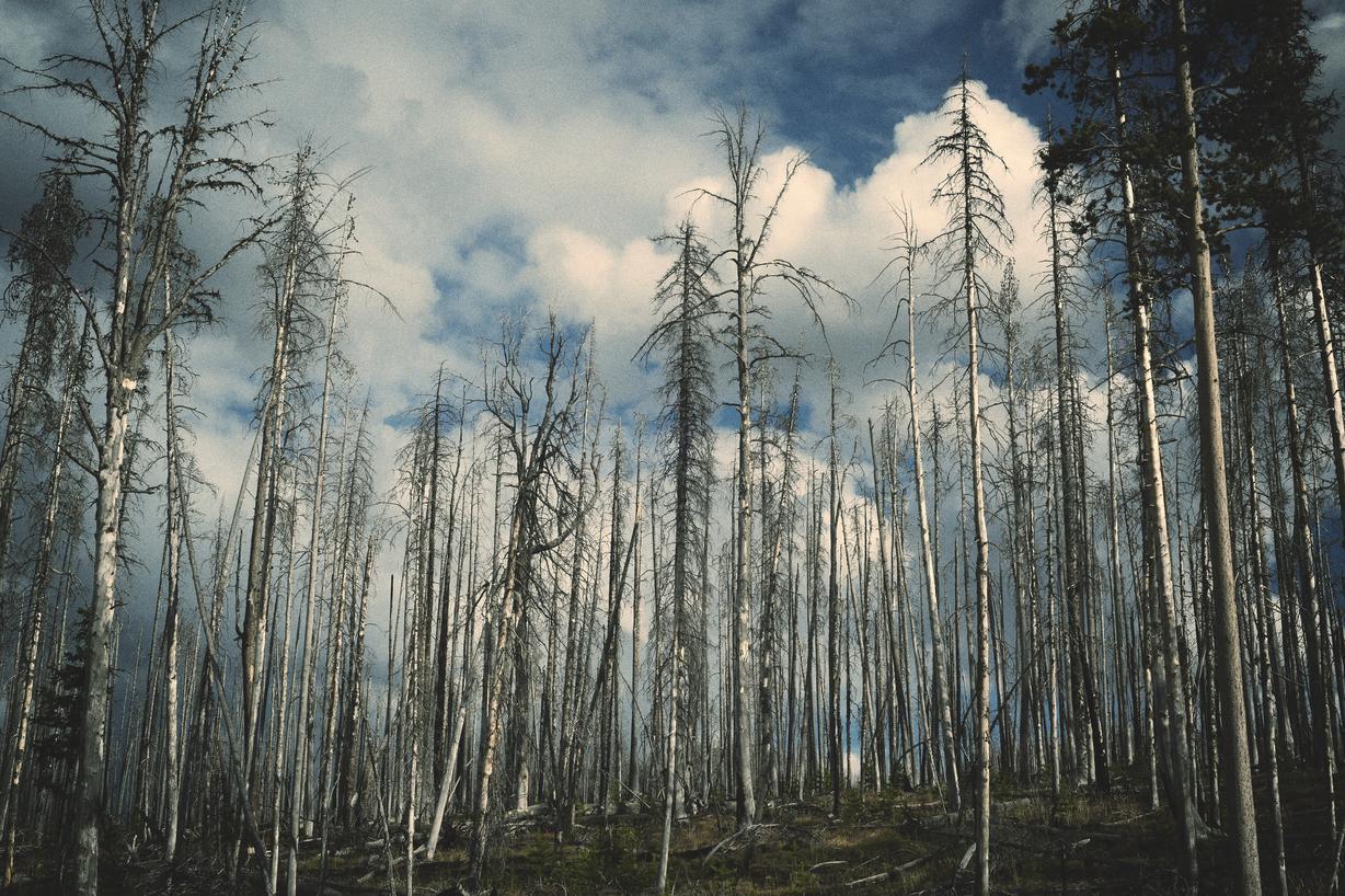 Mollitia aut culpa omnis earum